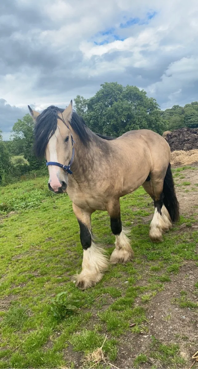 Pebbles McGuire for Stud - Image 3