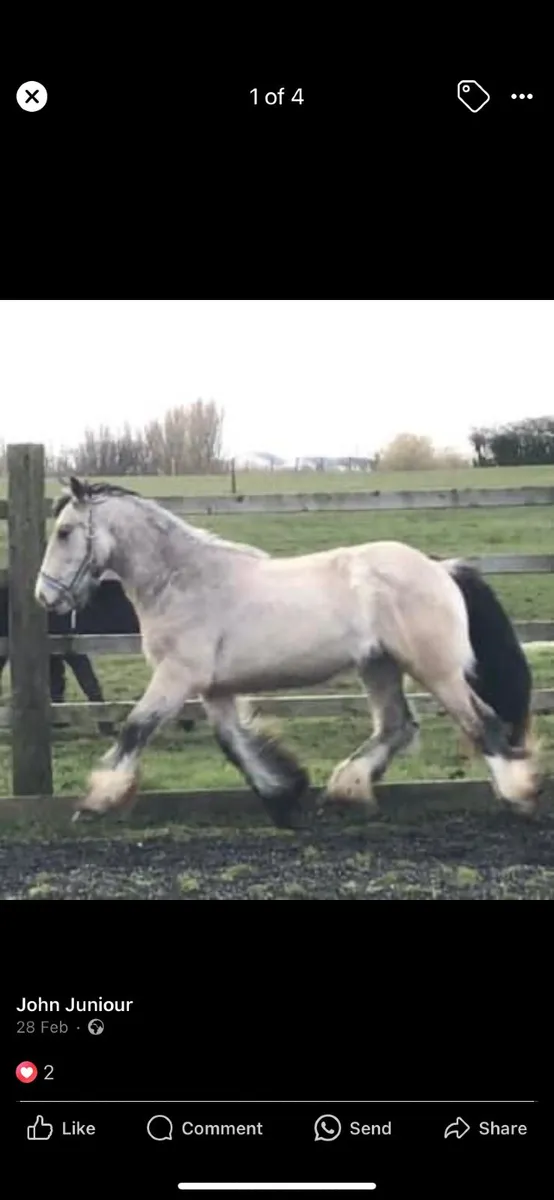 Pebbles McGuire for Stud - Image 4