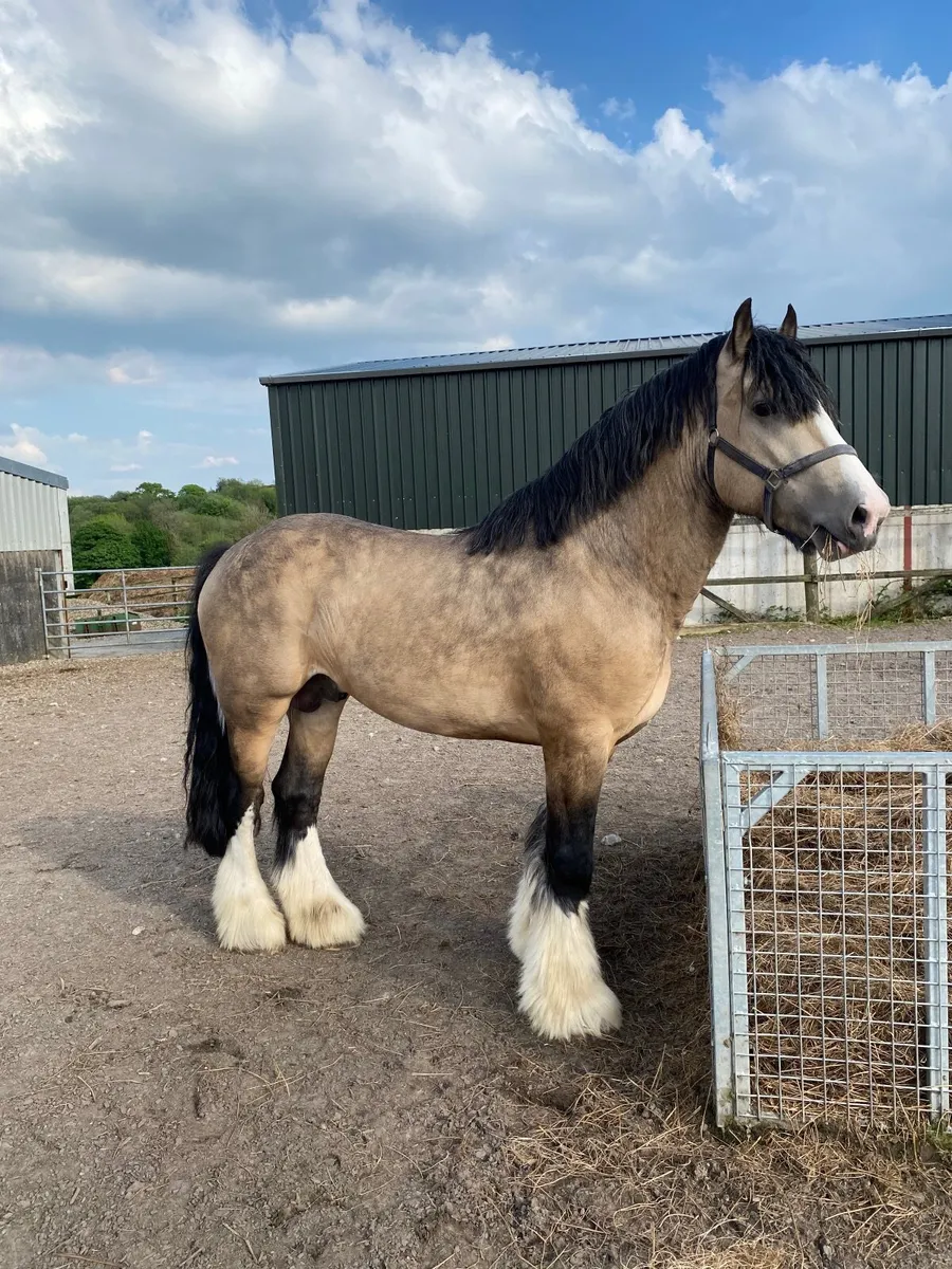 Pebbles McGuire for Stud - Image 1