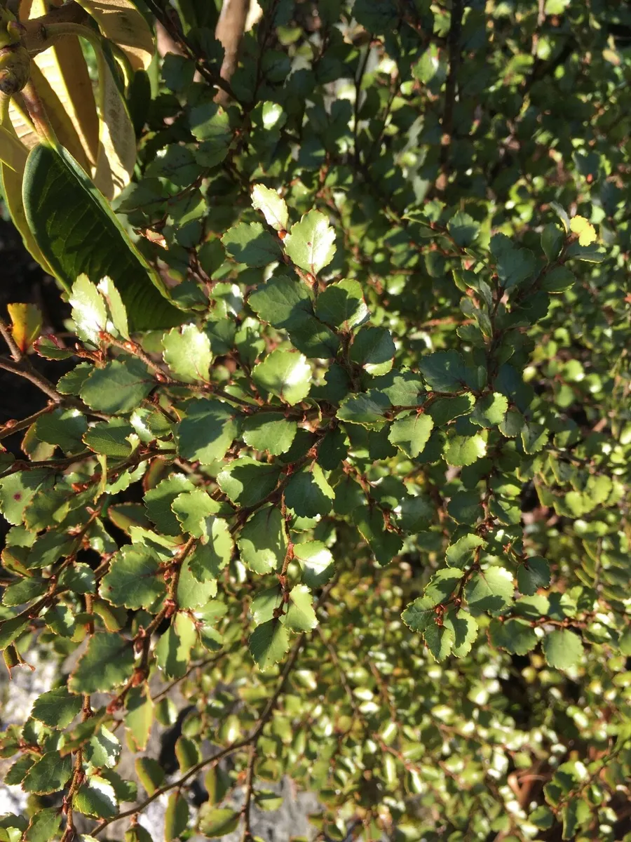 Nothofagus menziesii - Image 1