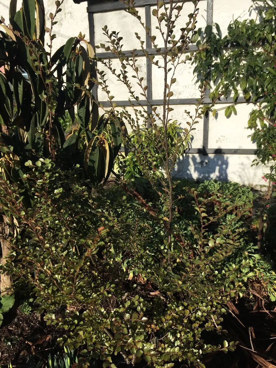 Nothofagus menziesii - Image 2