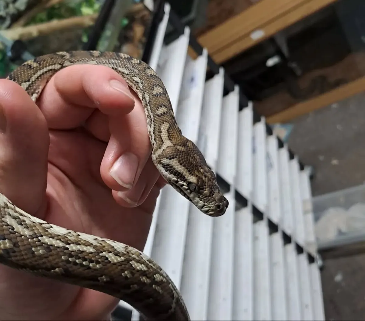 Hybrid bredls carpet python - Image 2