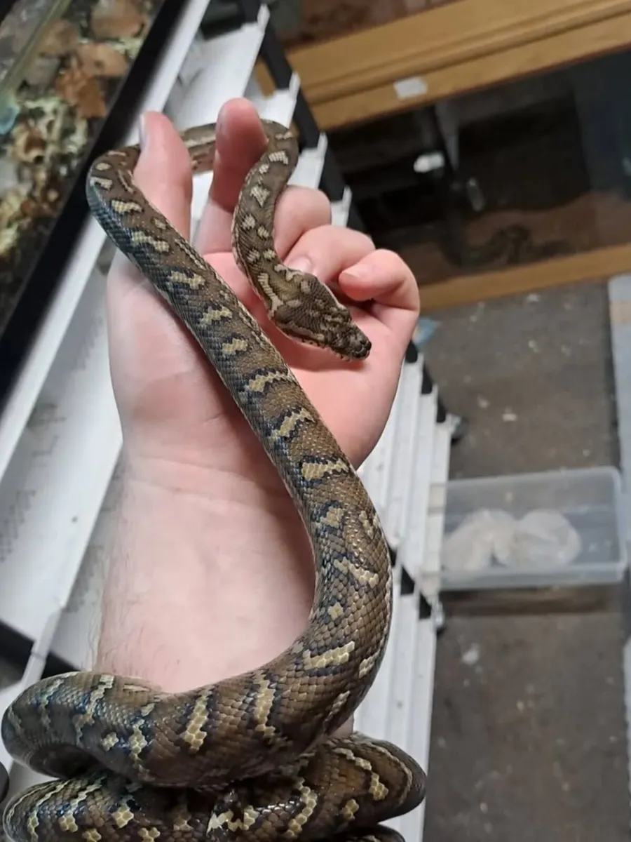 Hybrid bredls carpet python - Image 1