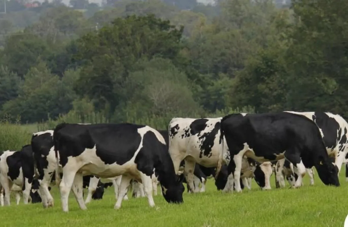 Share milking opportunity