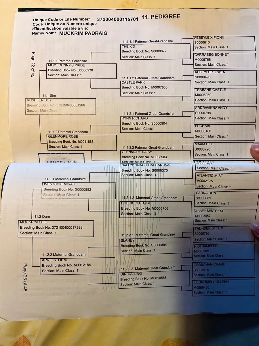 Connemara Pony - Image 4