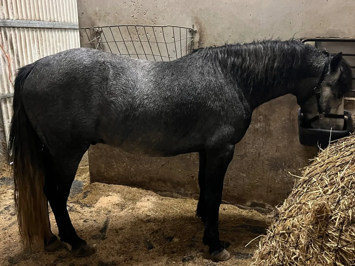 Connemara Pony - Image 3