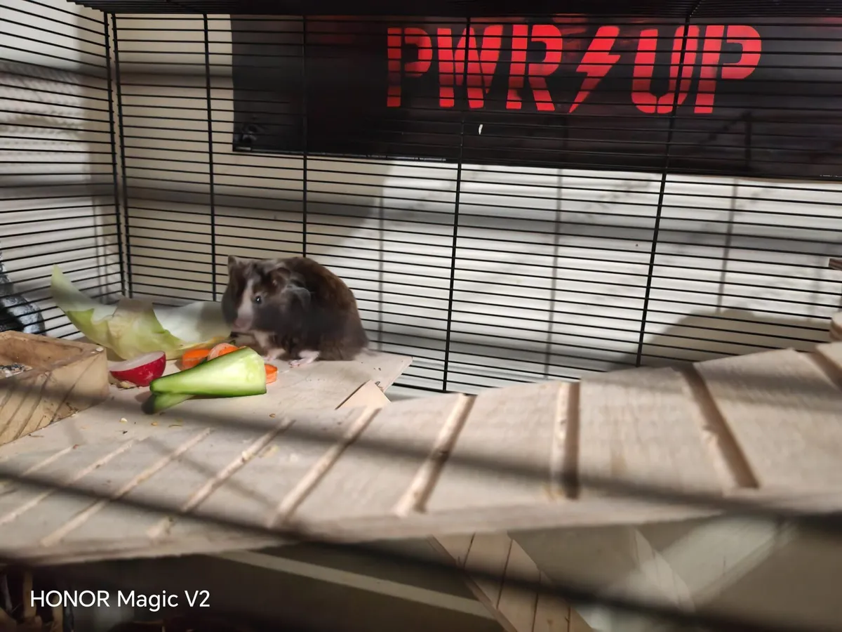 Syrian hamster with XL enclosure - Image 3