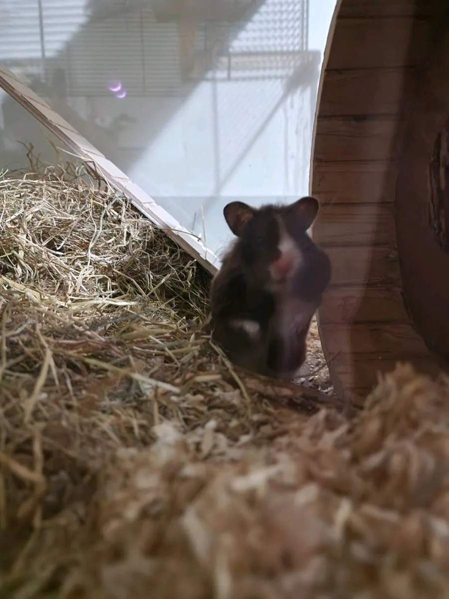 Syrian hamster with XL enclosure - Image 4