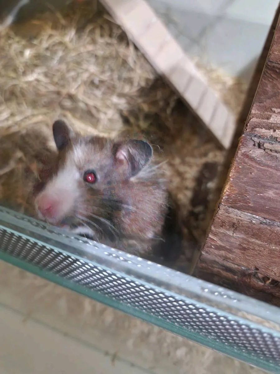 Syrian hamster to good hands - Image 3