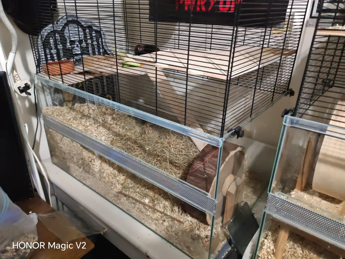 Syrian hamster with XL enclosure - Image 2