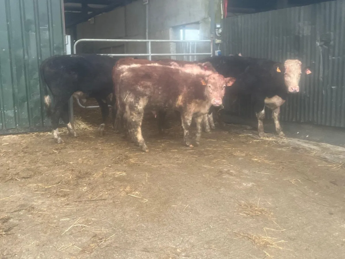 5 super suckler bred Hereford bullocks - Image 1