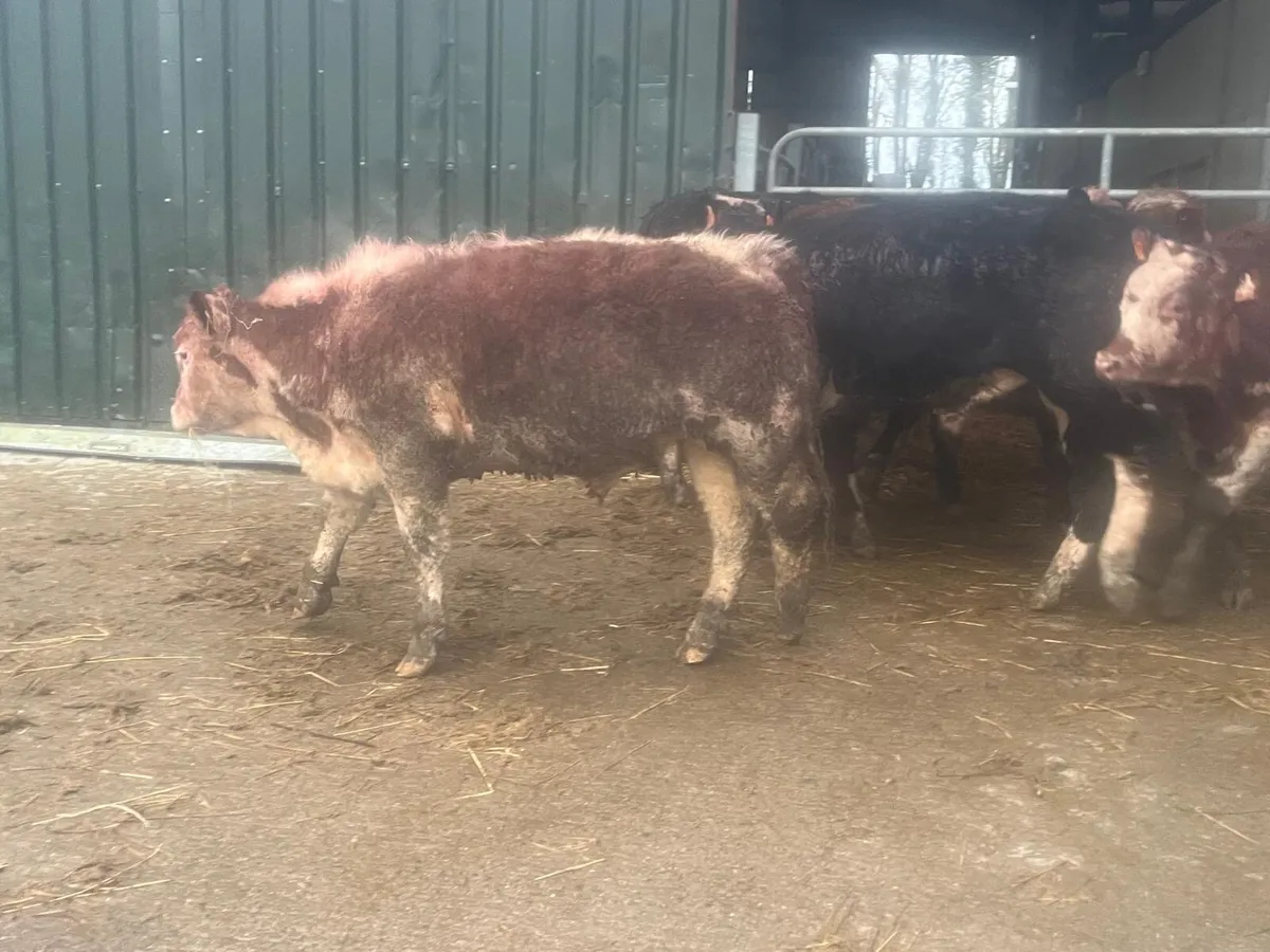 5 super suckler bred Hereford bullocks - Image 2
