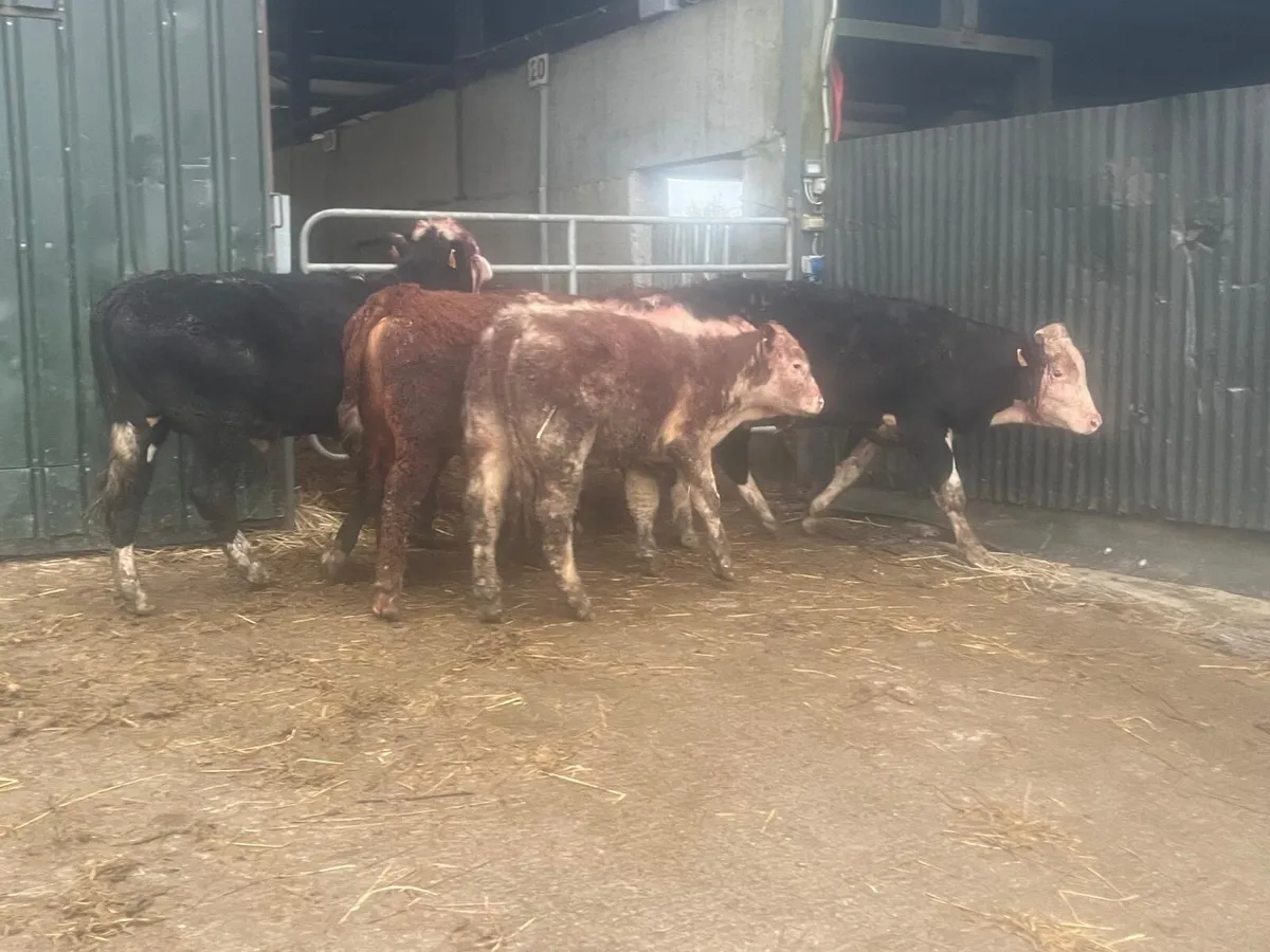 5 super suckler bred Hereford bullocks - Image 3
