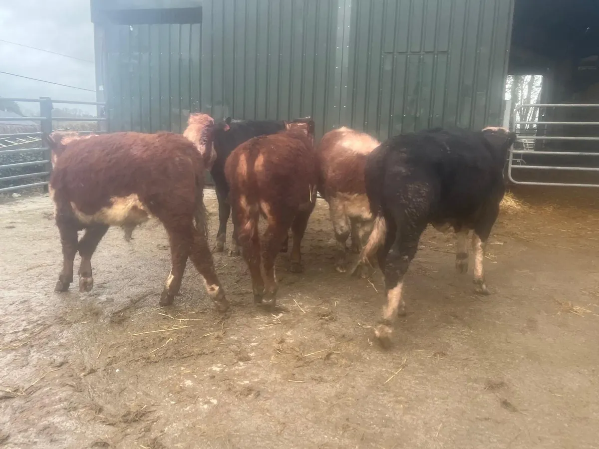 5 super suckler bred Hereford bullocks - Image 4