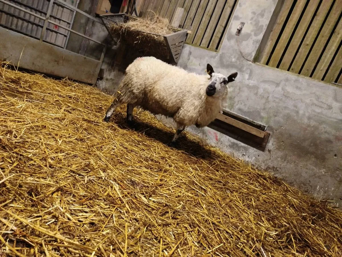 Foster ewe - Image 1