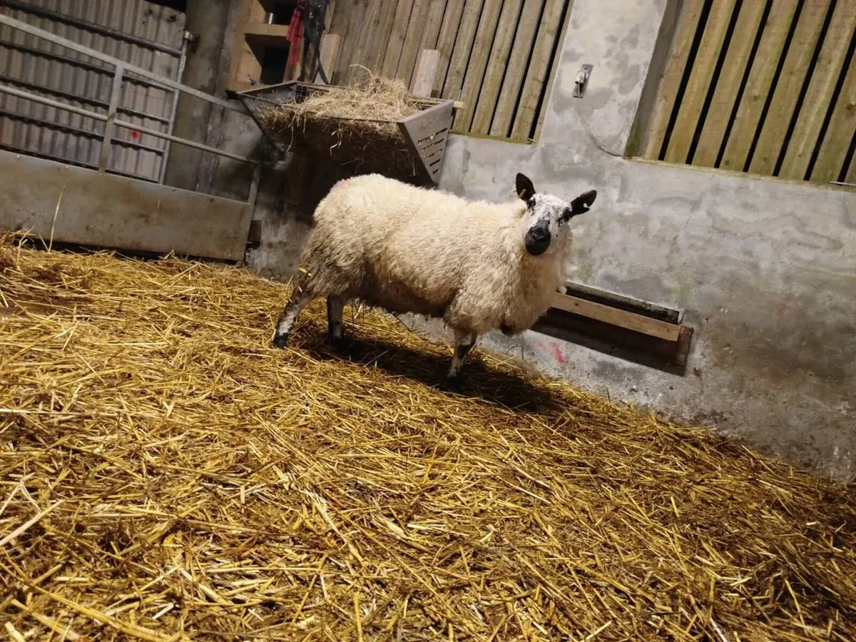 Foster ewe - Image 2