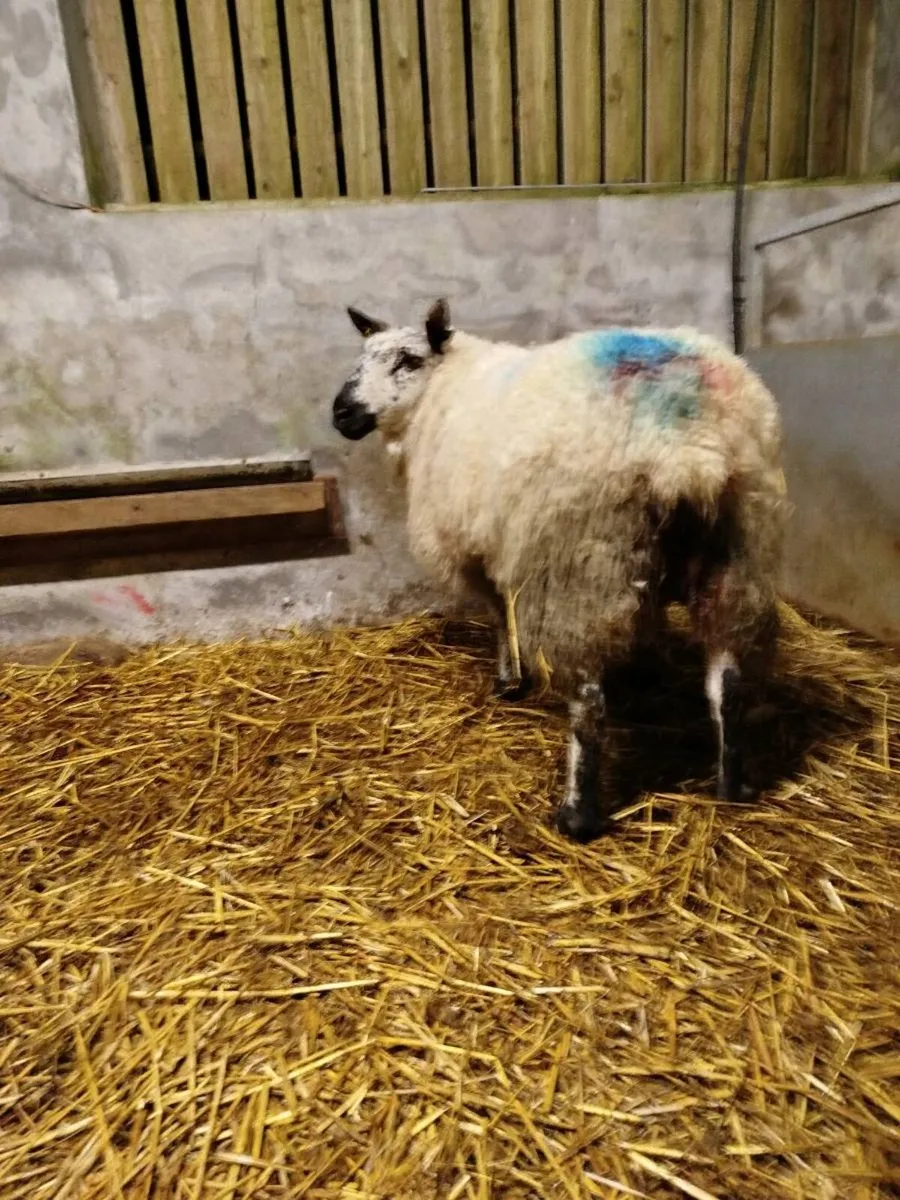 Foster ewe - Image 3