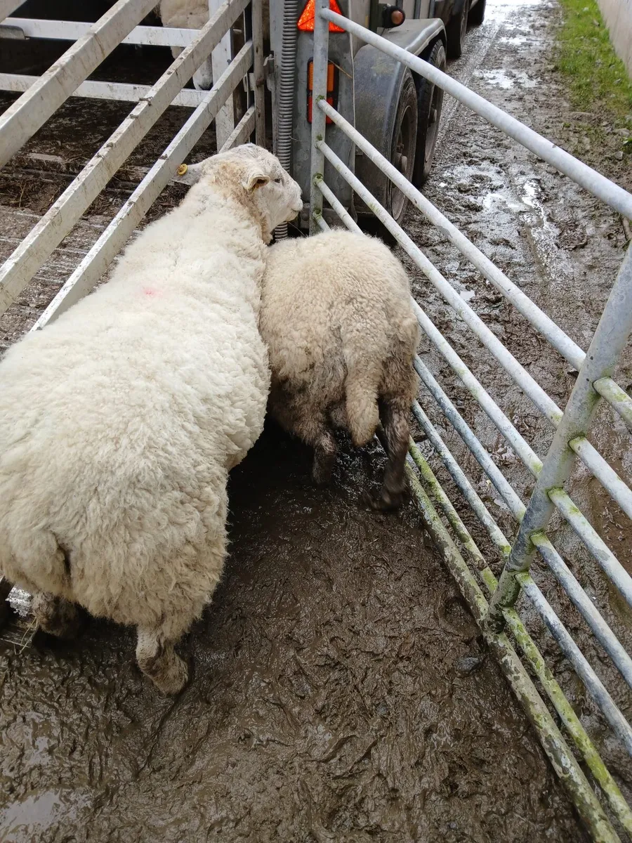 2 Charollais cross Texel Rams - Image 1