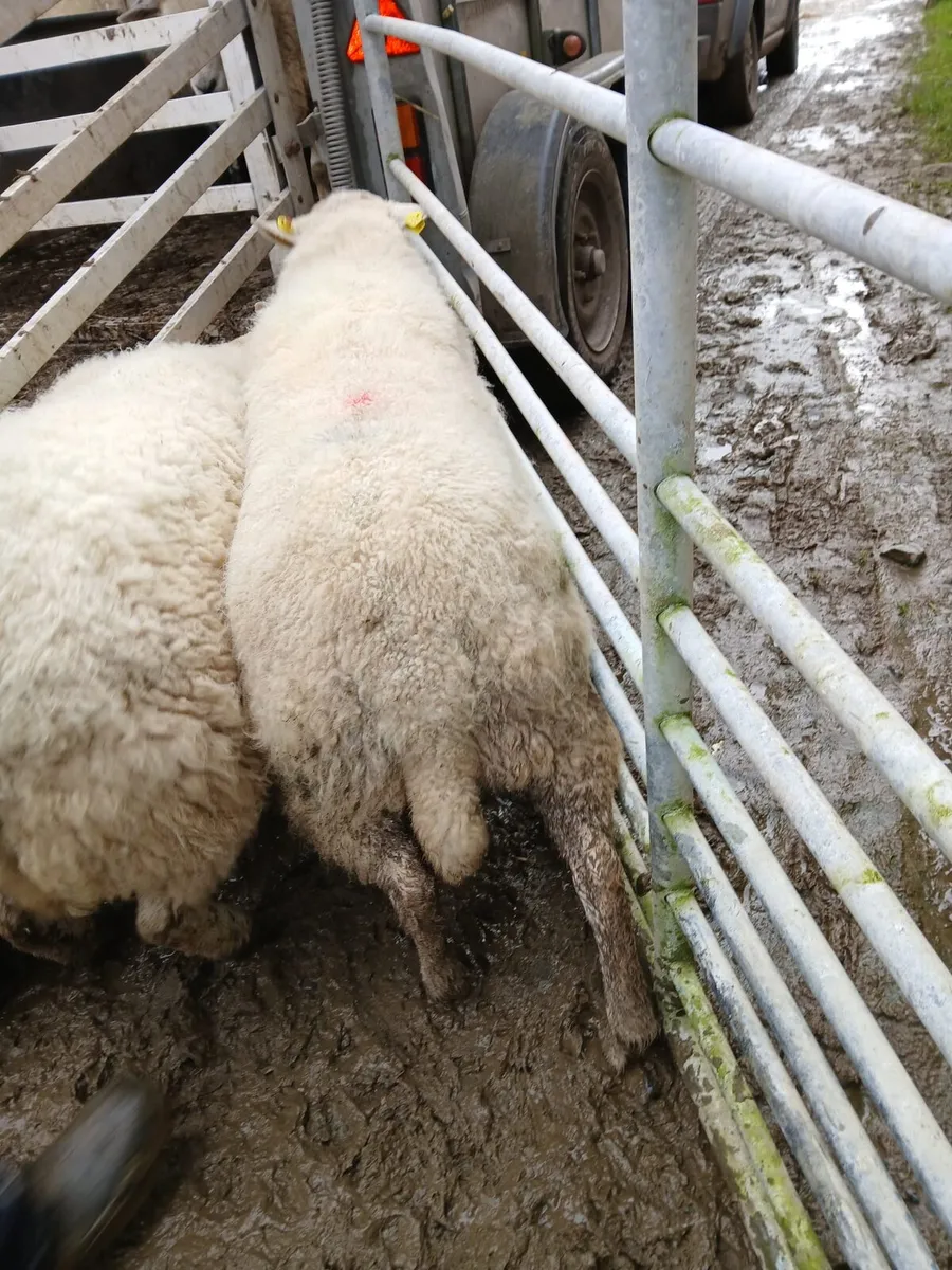 2 Charollais cross Texel Rams - Image 2