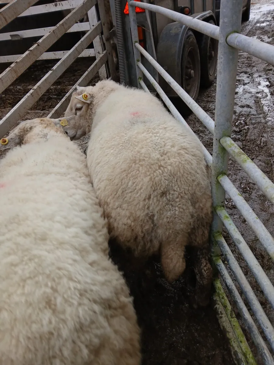 2 Charollais cross Texel Rams - Image 3