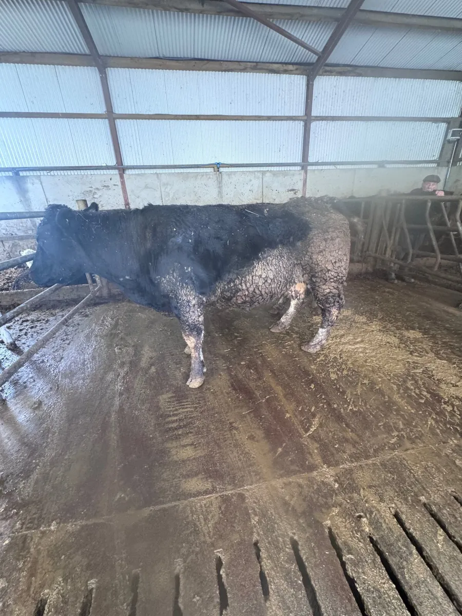 Springing Cows - Image 1