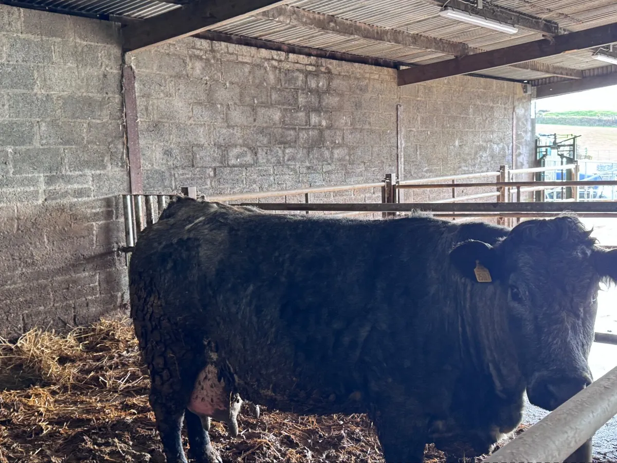 Springing Cows - Image 4