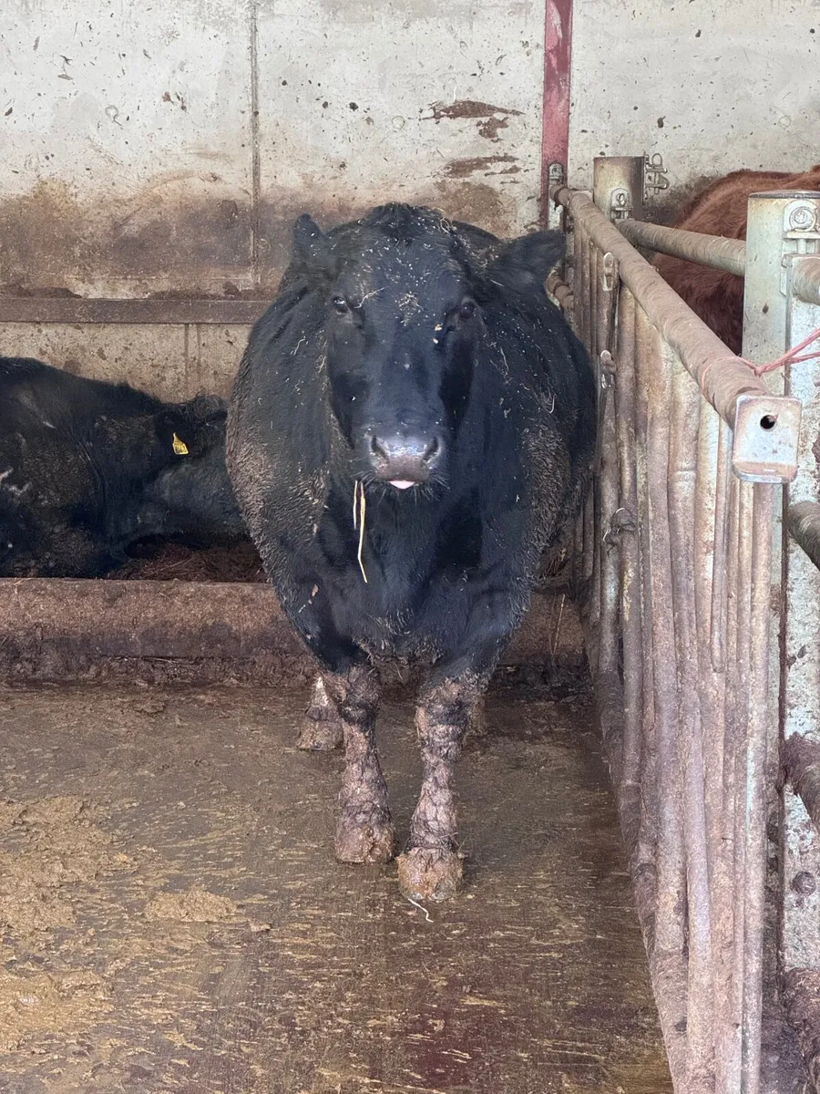 Springing Cows - Image 2