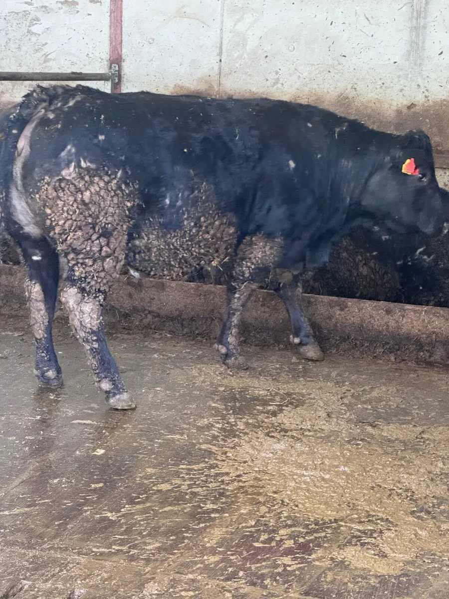 Springing Cows - Image 3