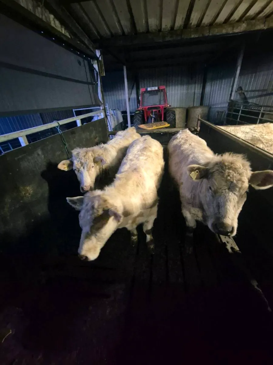 Pedigree Charolais Heifers