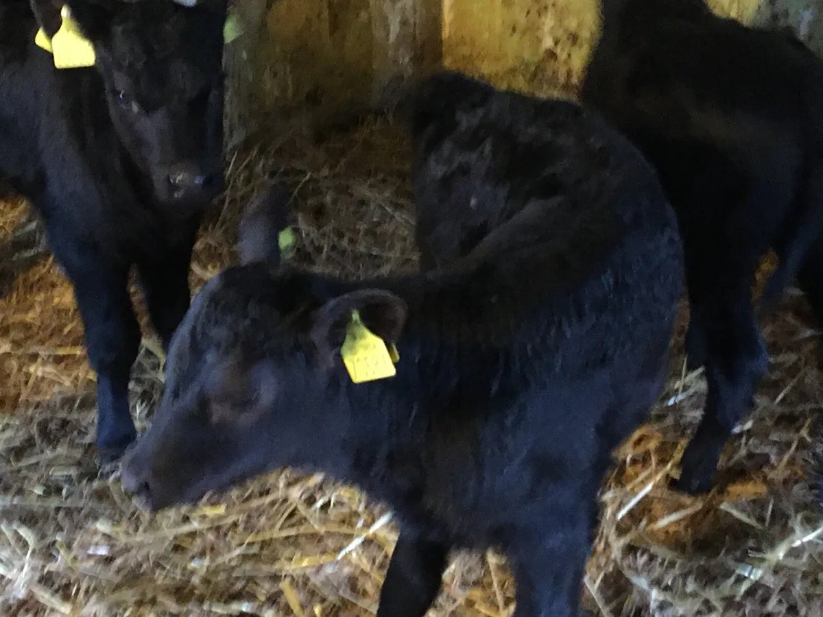 10 Angus heifers calves - Image 1