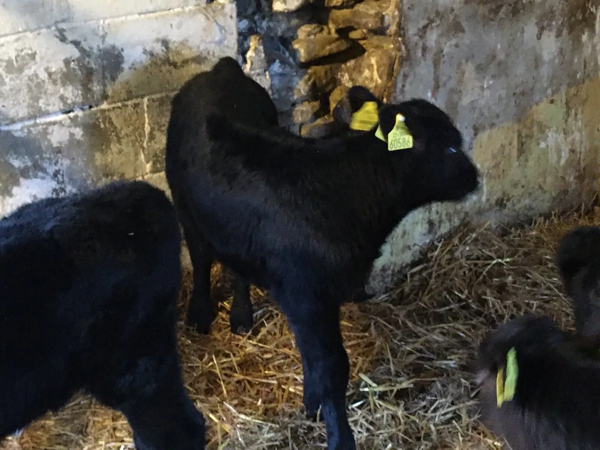 10 Angus heifers calves - Image 2