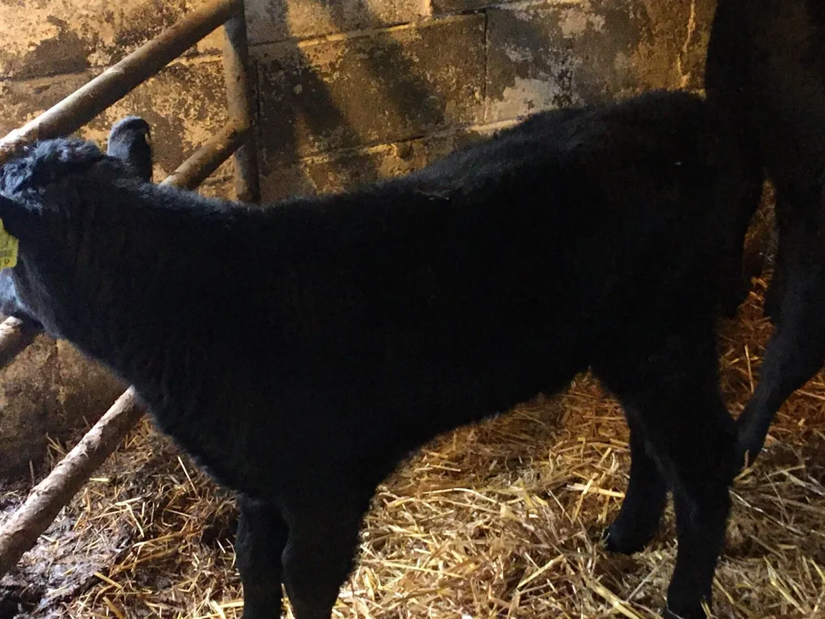 10 Angus heifers calves - Image 3