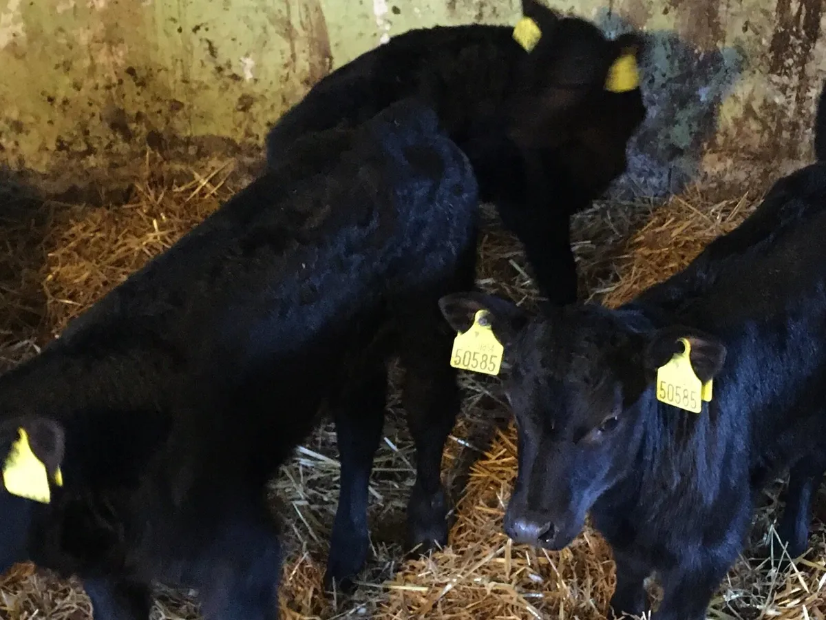 10 Angus heifers calves - Image 4