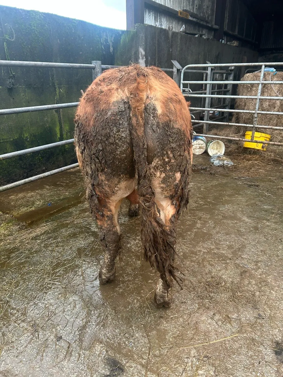 Pb lim bull - Image 3