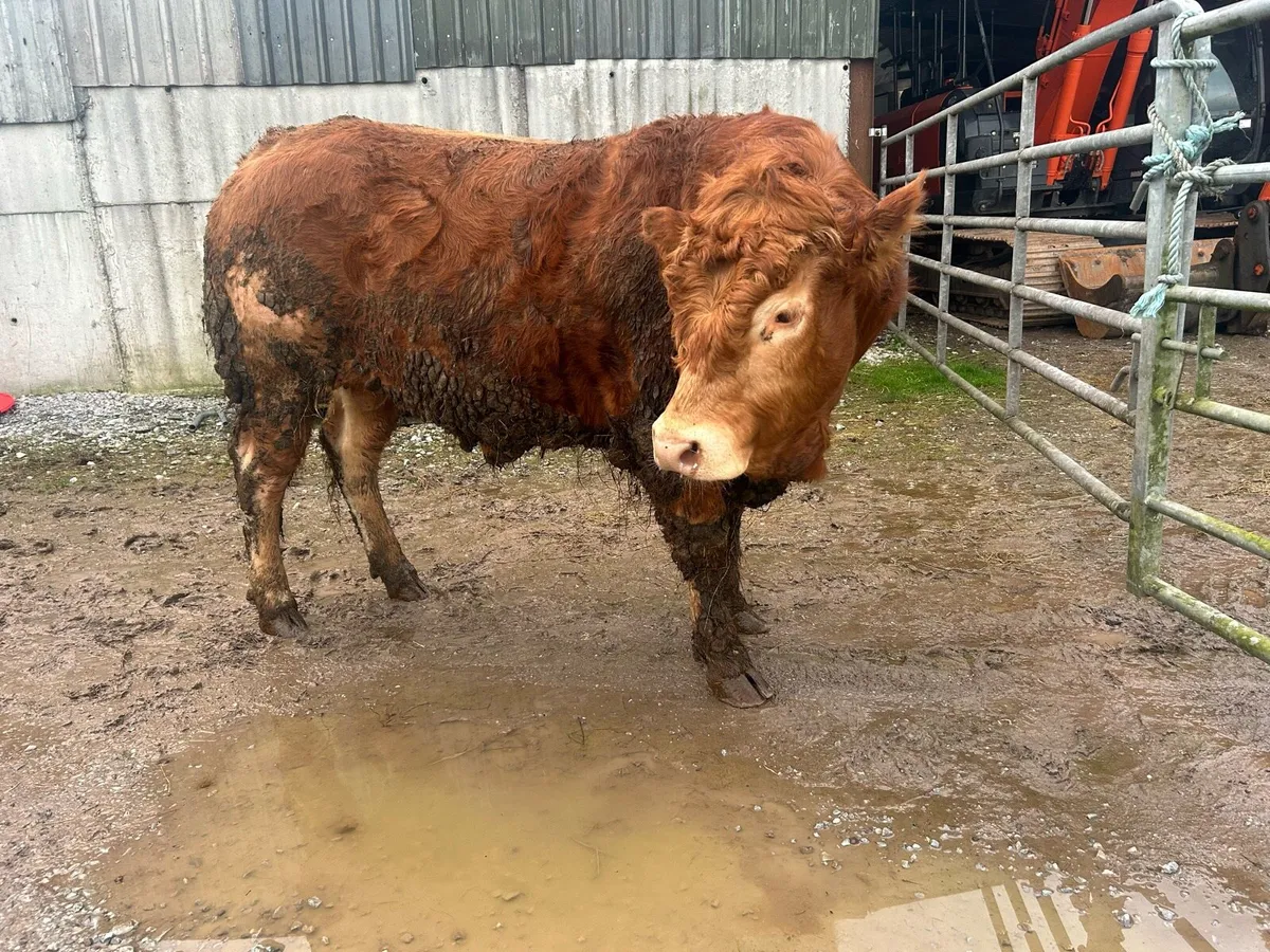 Pb lim bull - Image 2