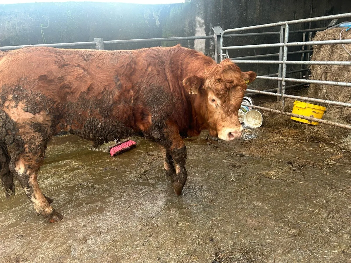 Pb lim bull - Image 4