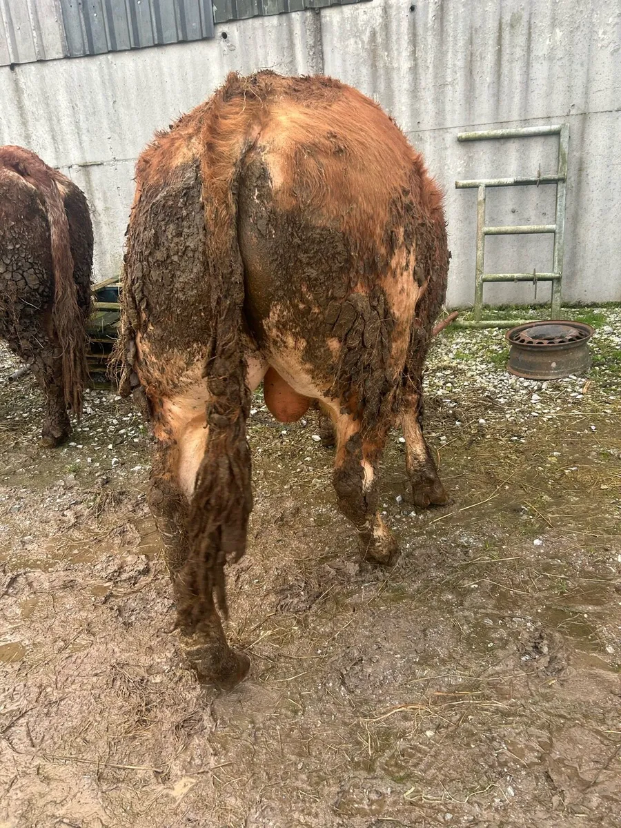 Pb lim bull - Image 1