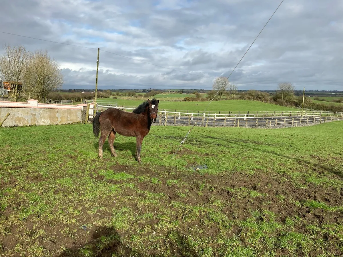 Connemara filly foal - Image 2