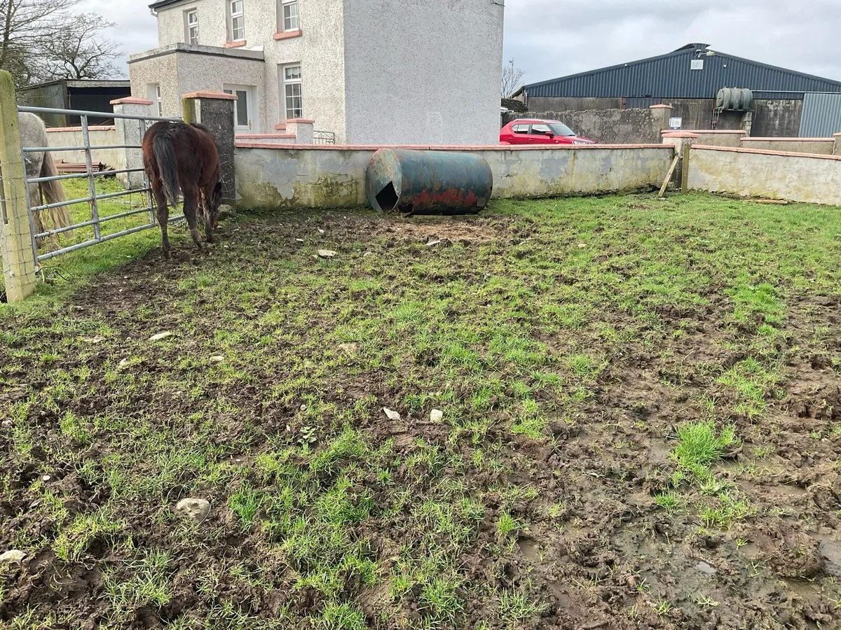 Connemara filly foal - Image 3
