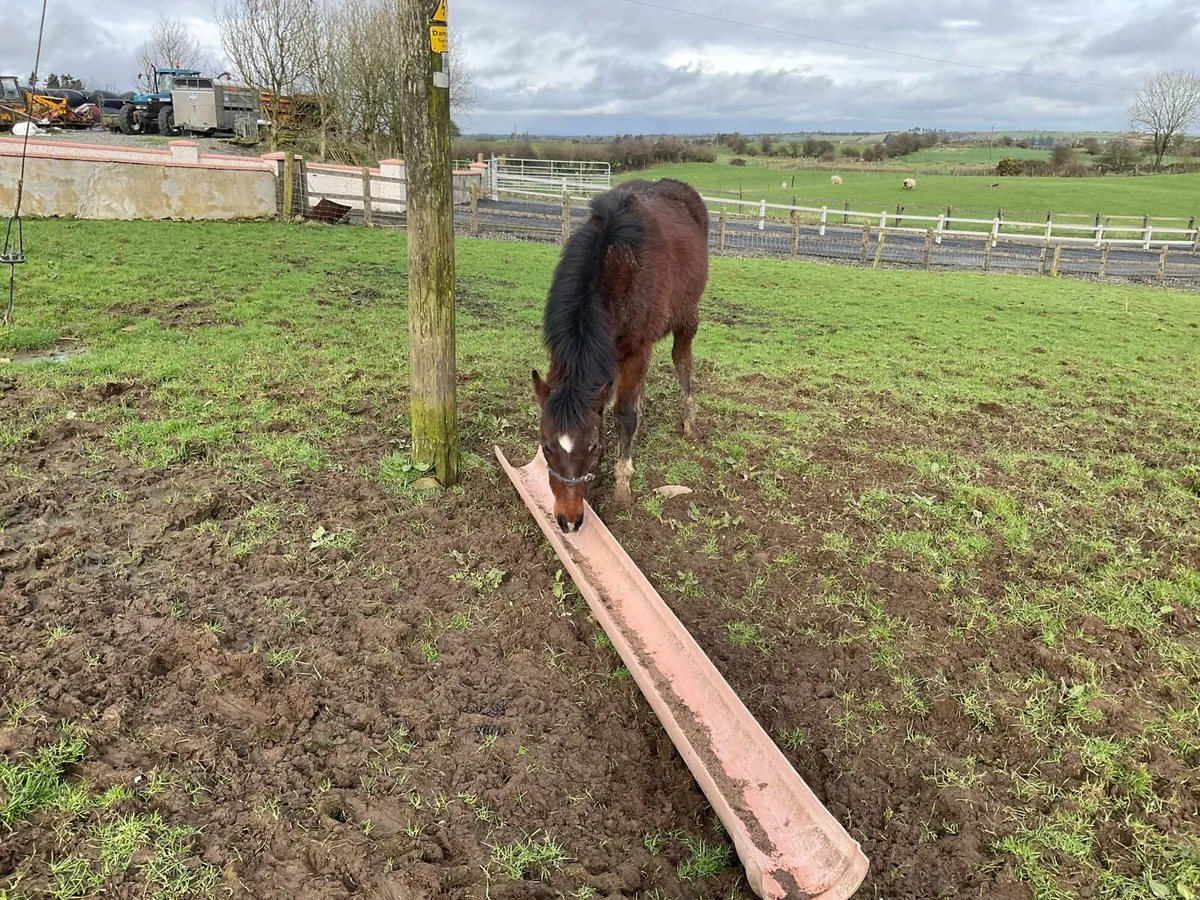 Connemara filly foal - Image 4