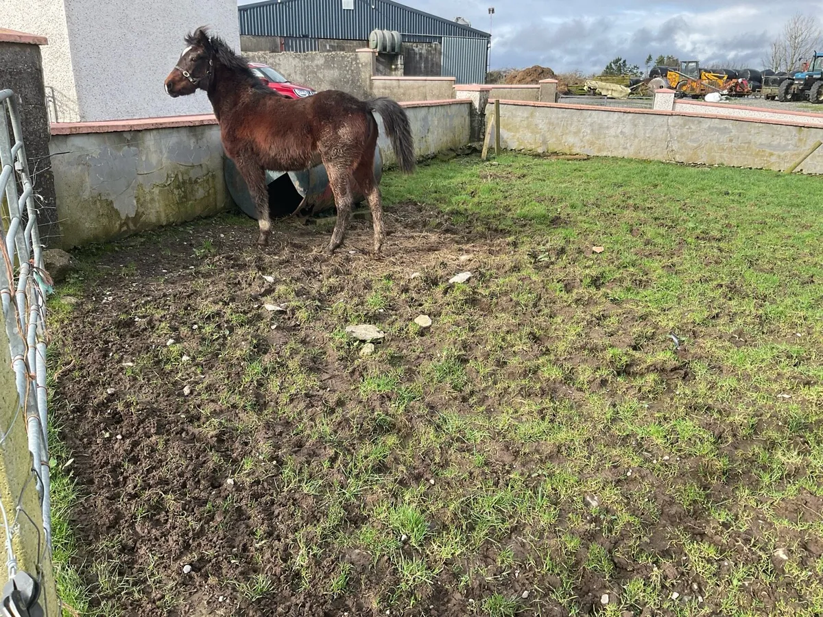 Connemara filly foal - Image 1
