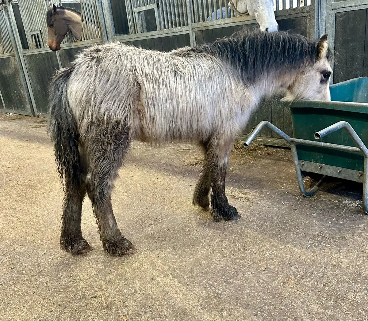 Future star - Image 1