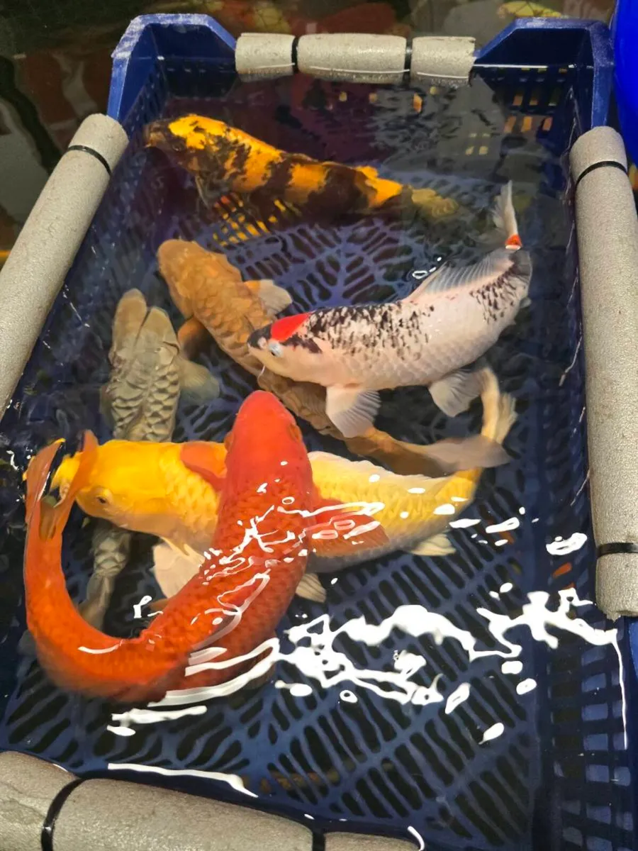 Koi carp and large goldfish and large orfe - Image 1