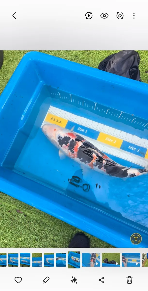 Koi carp and large goldfish and large orfe - Image 2