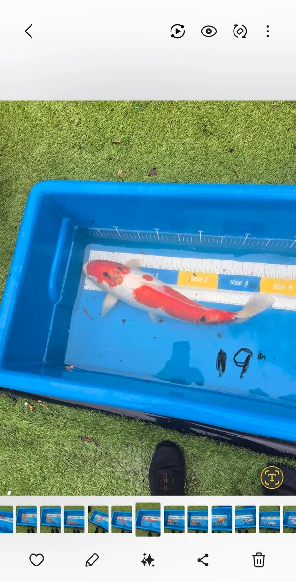 Koi carp and large goldfish and large orfe - Image 3