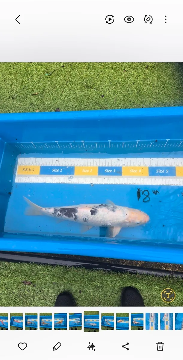 Koi carp and large goldfish and large orfe - Image 4