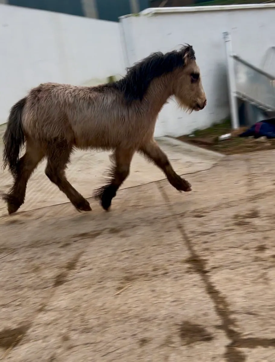 Future star - Image 4