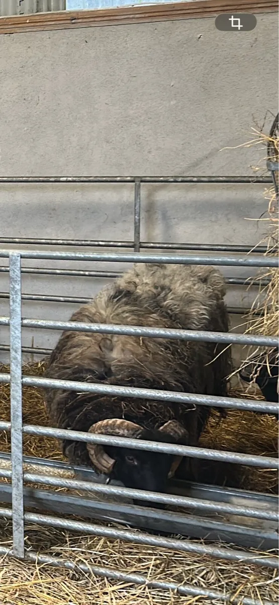 4 store rams - Image 1