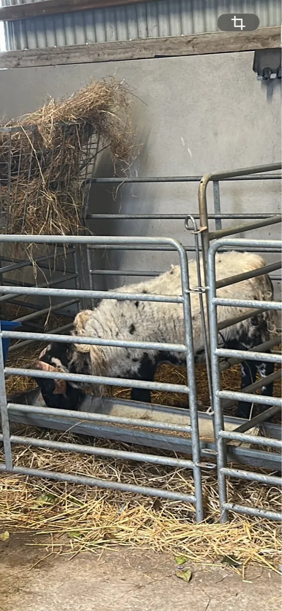 4 store rams - Image 2