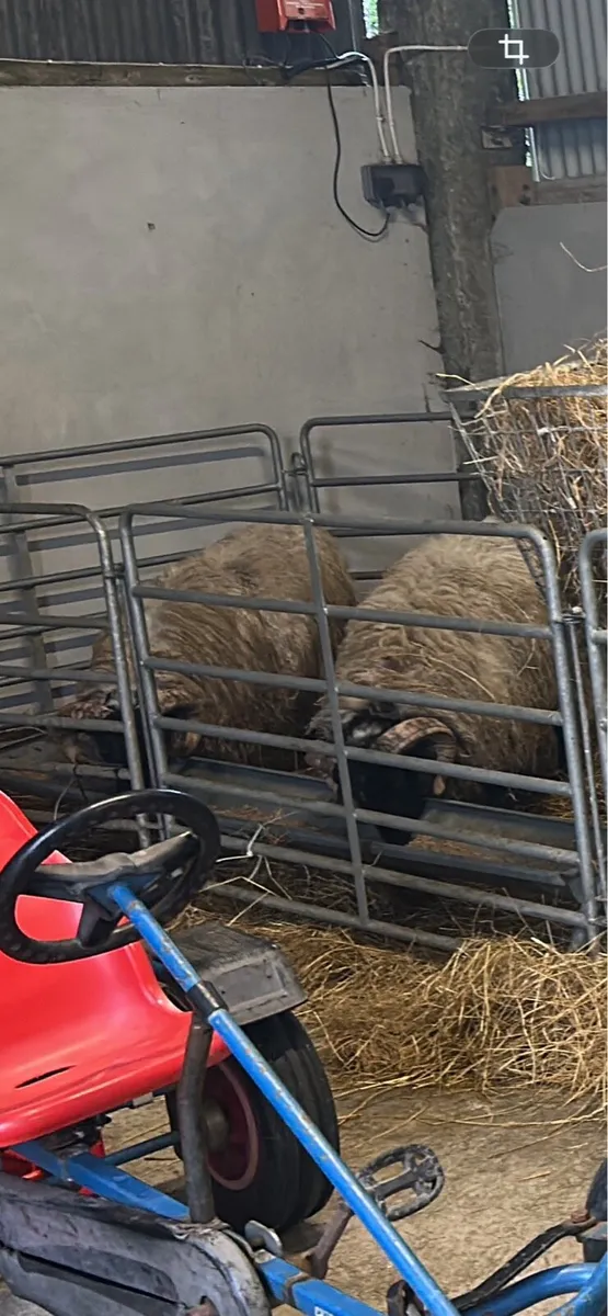 4 store rams - Image 3